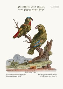 La Perruche à couronne de saphir et la Perruche à ailes dorées, 1749-73